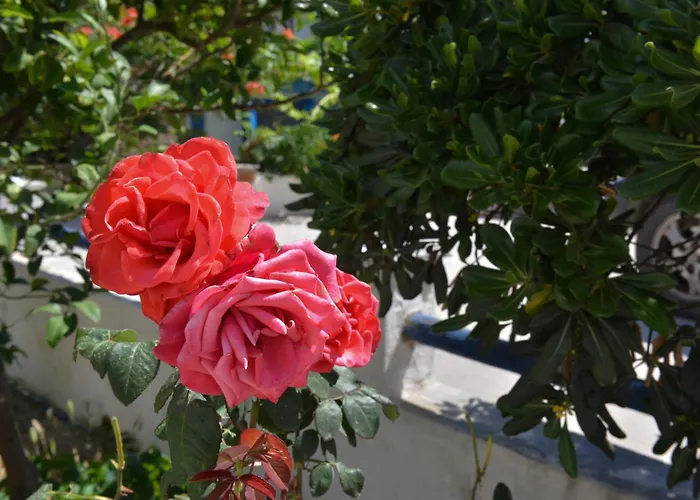 Apartman Plaza Studios Ajía Ána